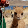 Orphaned Wild Baby Vicuna