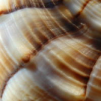 Whelk On The Beach (Click to Enlarge)